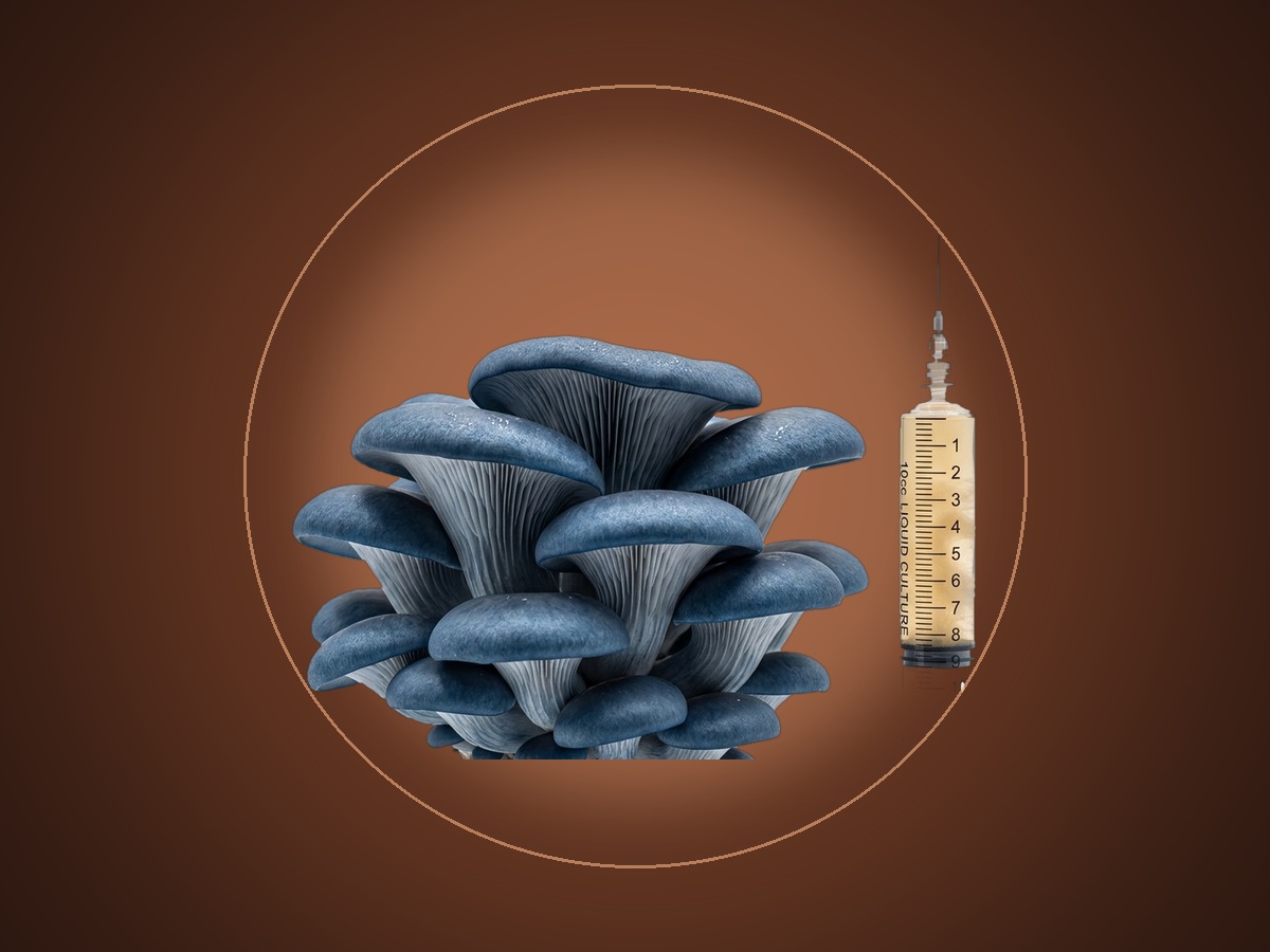 Liquid Cultures: gourmet mushroom genetics and sterile culture syringe
