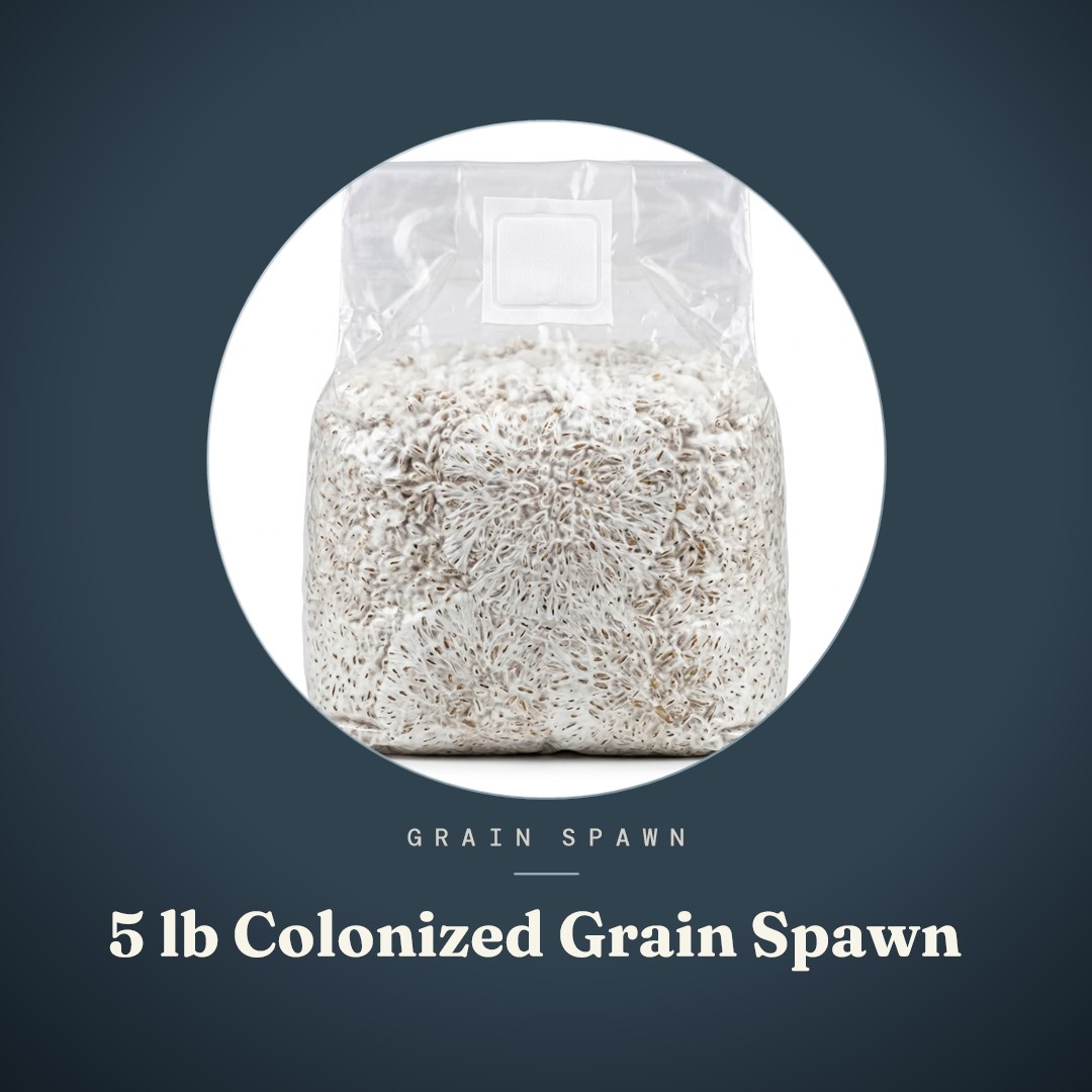 5 lb Colonized Grain Spawn