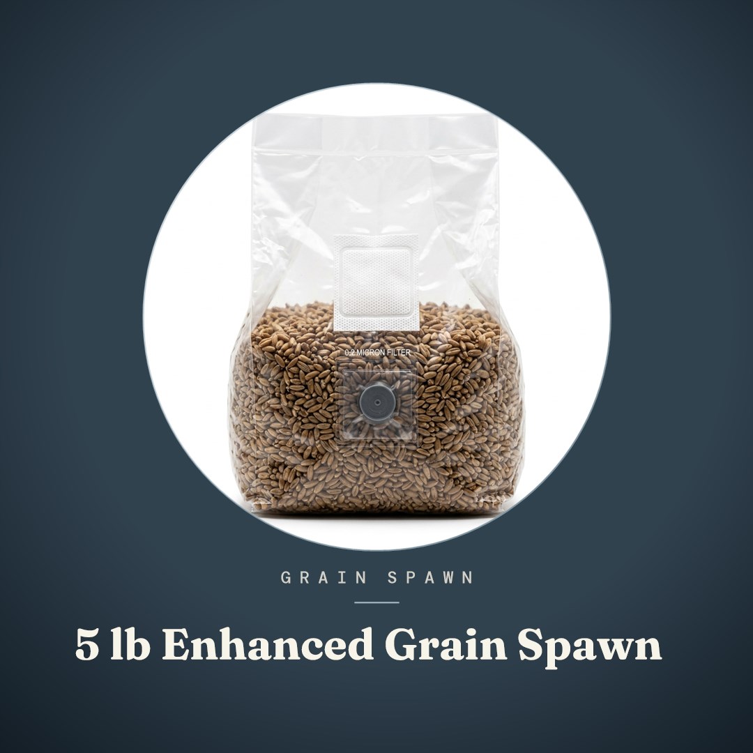 5 lb Enhanced Grain Spawn