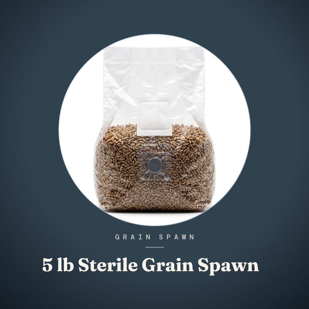 5 lb Sterile Grain Spawn