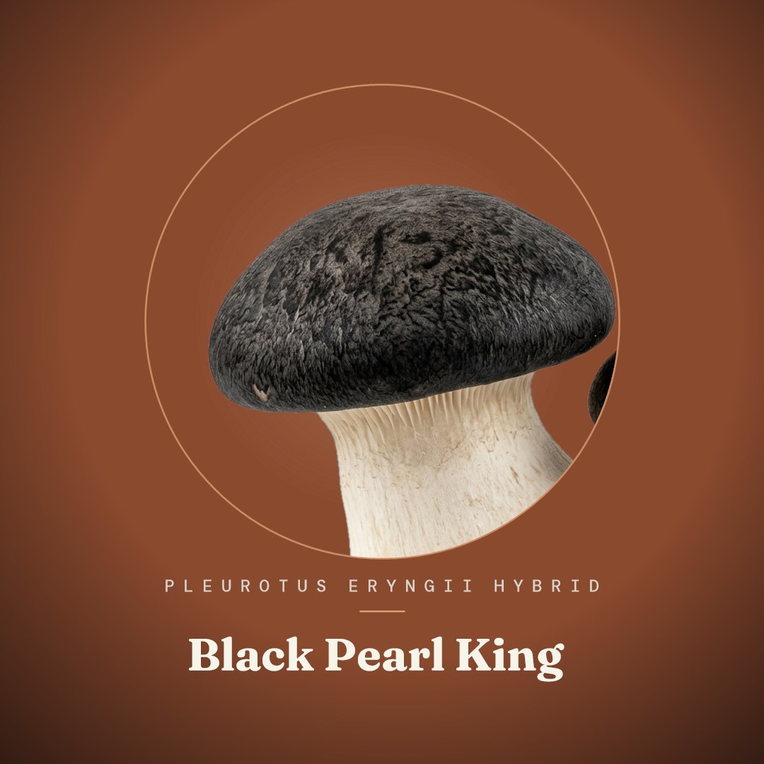 Black Pearl King Liquid Culture