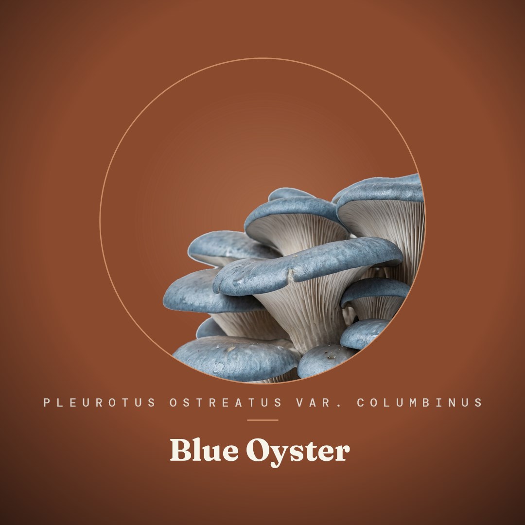 Blue Oyster Liquid Culture