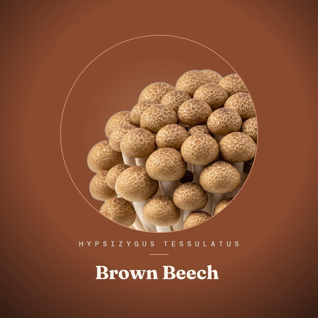 Brown Beech Liquid Culture
