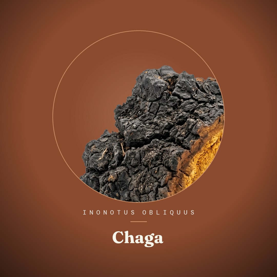 Chaga Liquid Culture