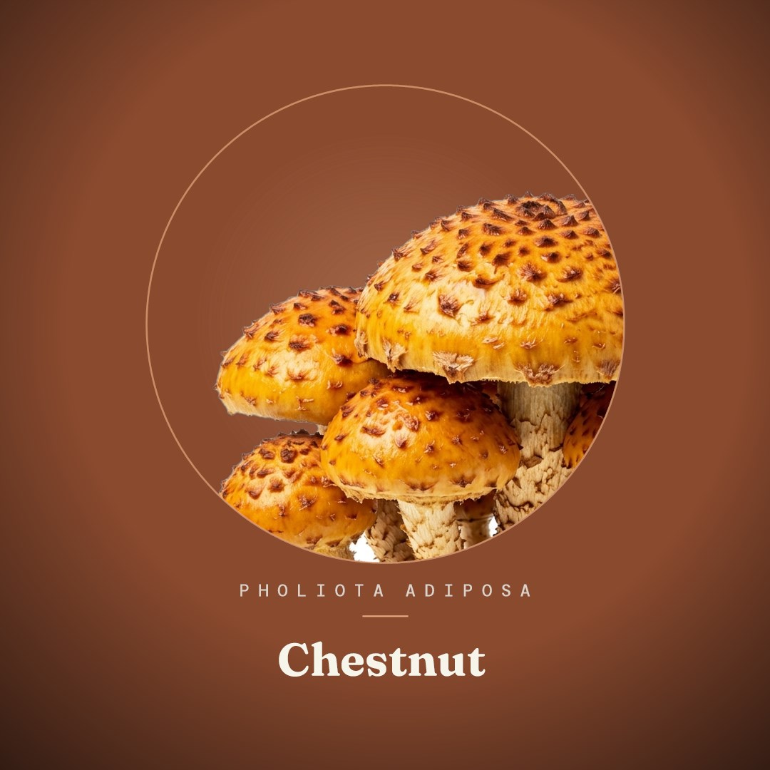 Chestnut Liquid Culture