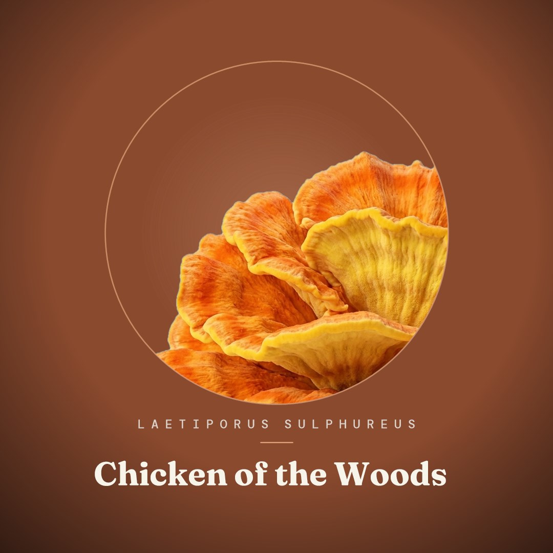 Chicken of the Woods Liquid Culture