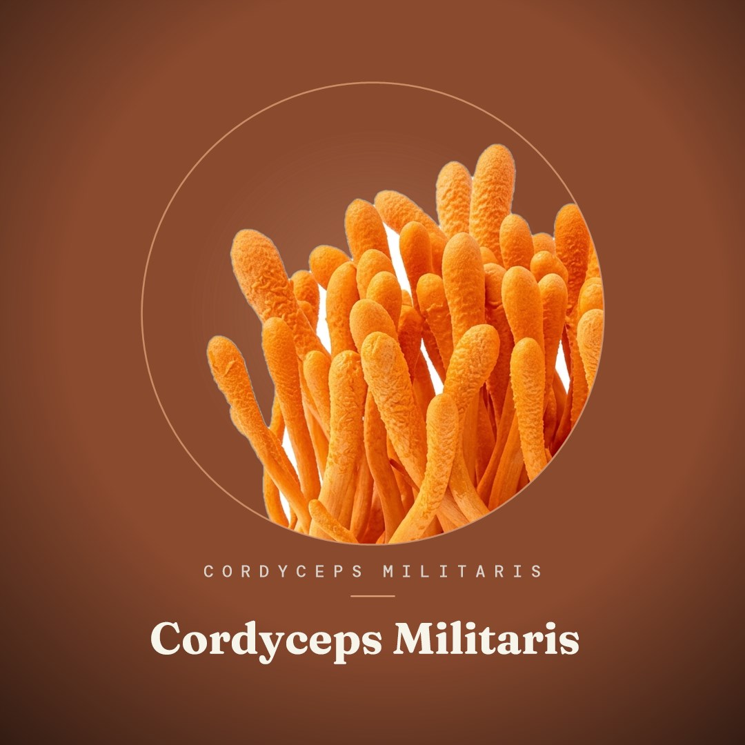Cordyceps Militaris Liquid Culture