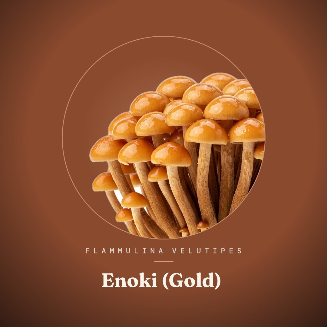 Enoki (Gold) Liquid Culture