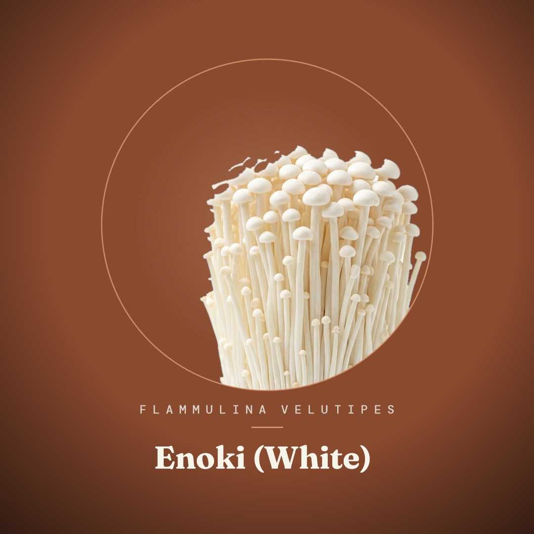 Enoki (White) Liquid Culture