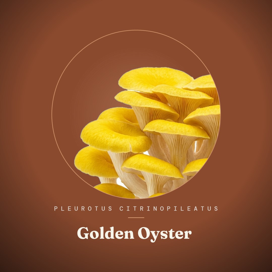 Golden Oyster Liquid Culture