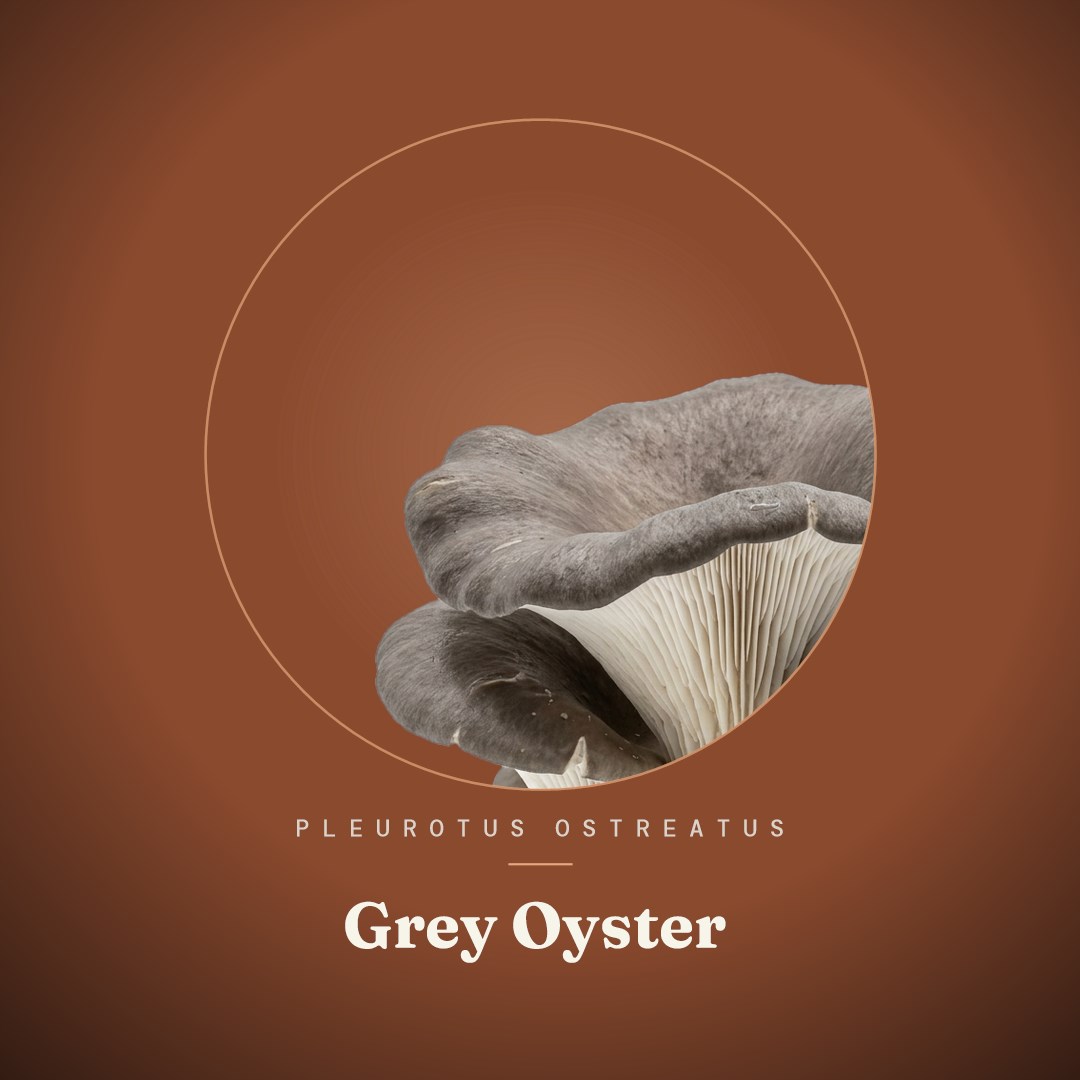 Grey Oyster Liquid Culture