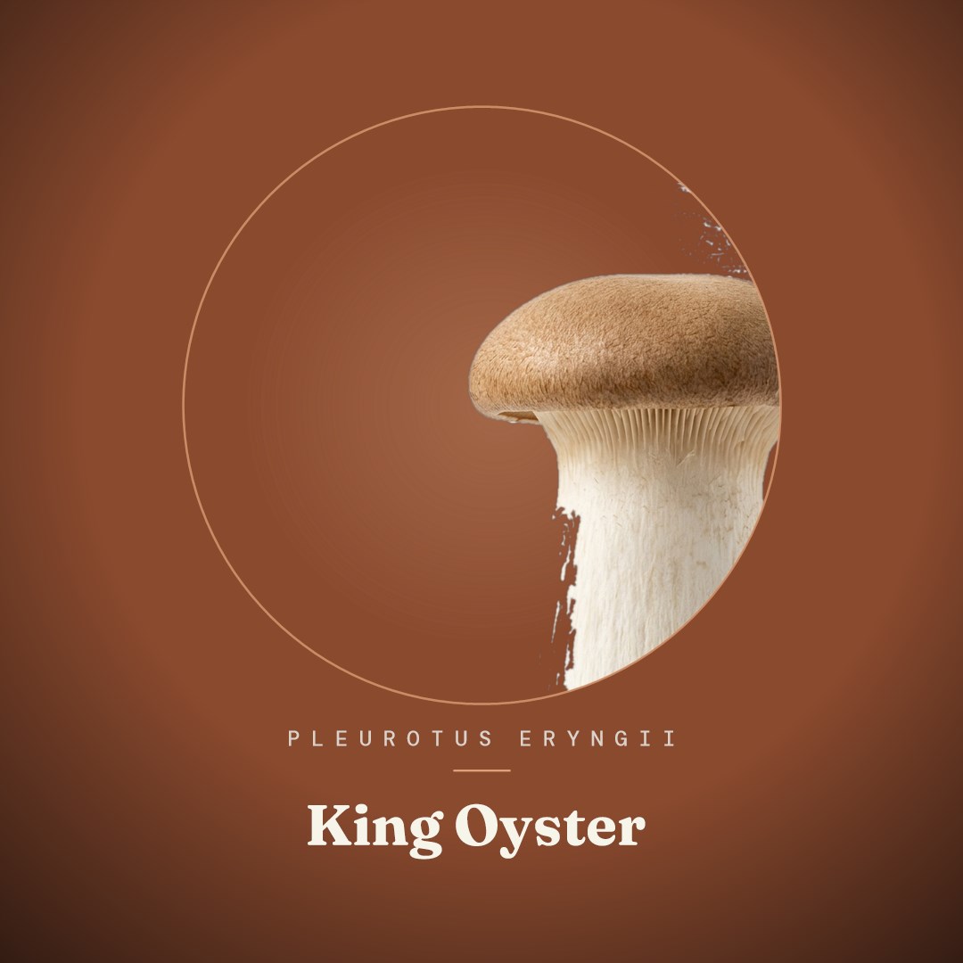 King Oyster Liquid Culture