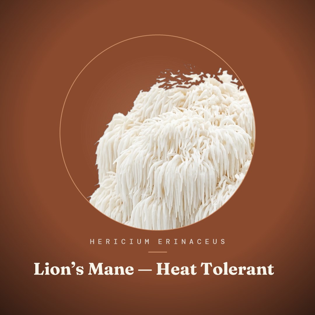 Lion’s Mane - Heat Tolerant Liquid Culture