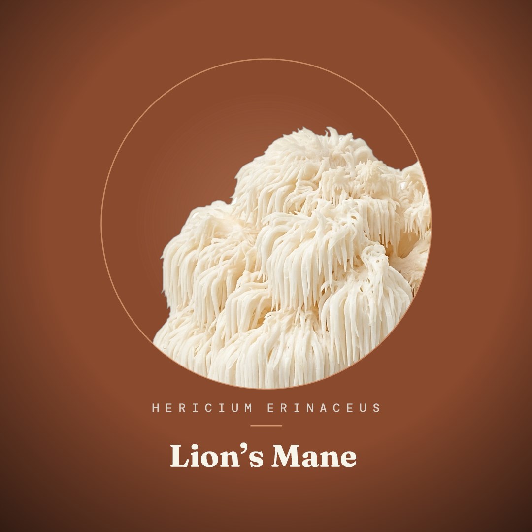 Lion's Mane Liquid Culture