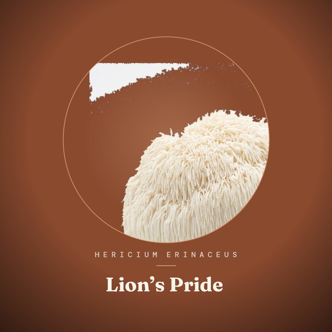 Lion's Pride Liquid Culture