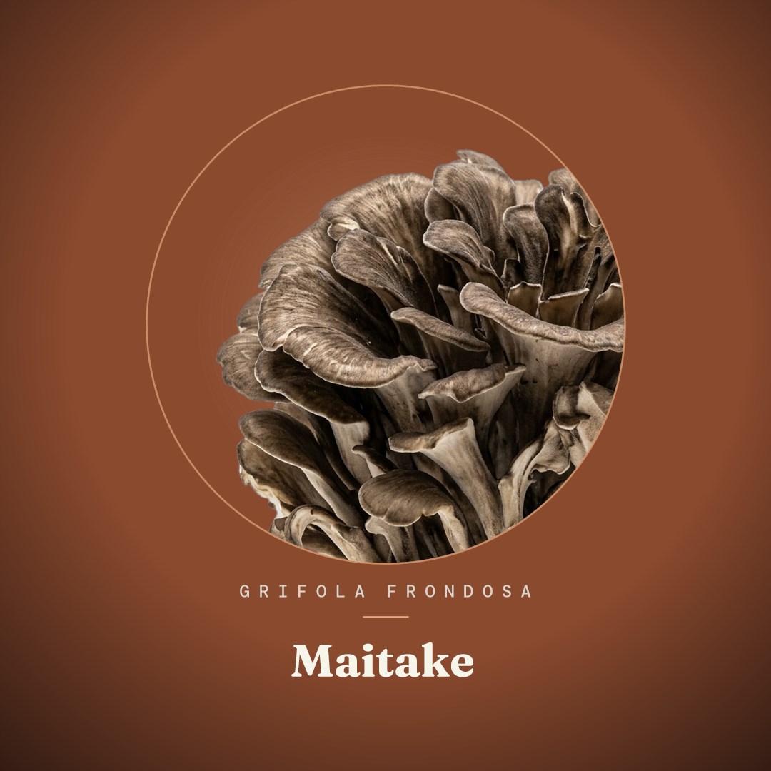 Maitake Liquid Culture