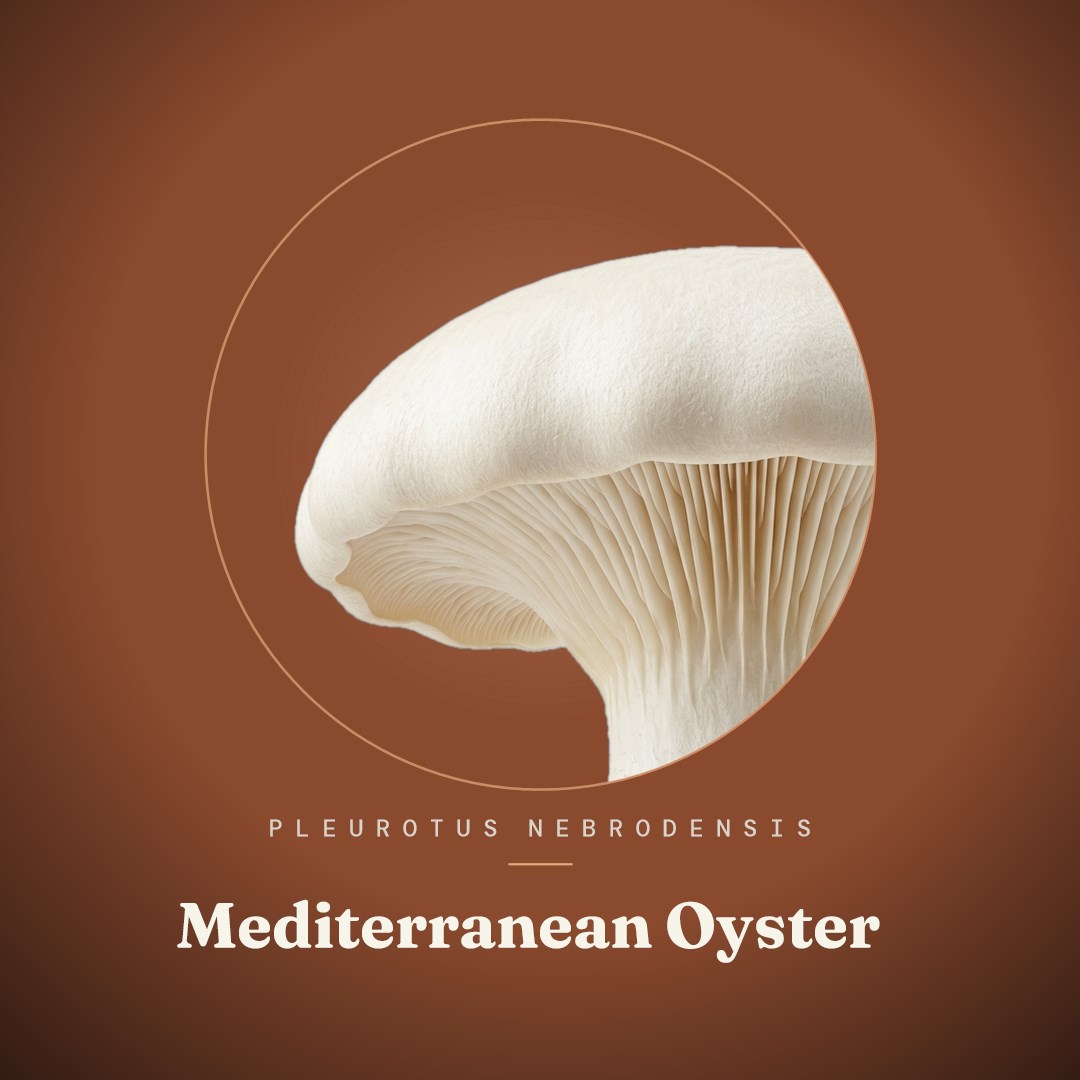Mediterranean Oyster Liquid Culture