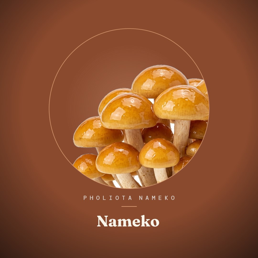 Nameko Liquid Culture