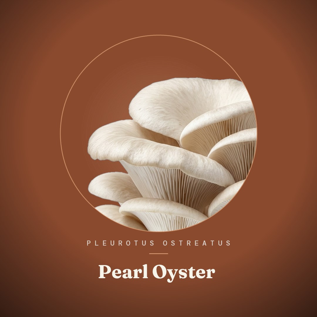 Pearl Oyster Liquid Culture