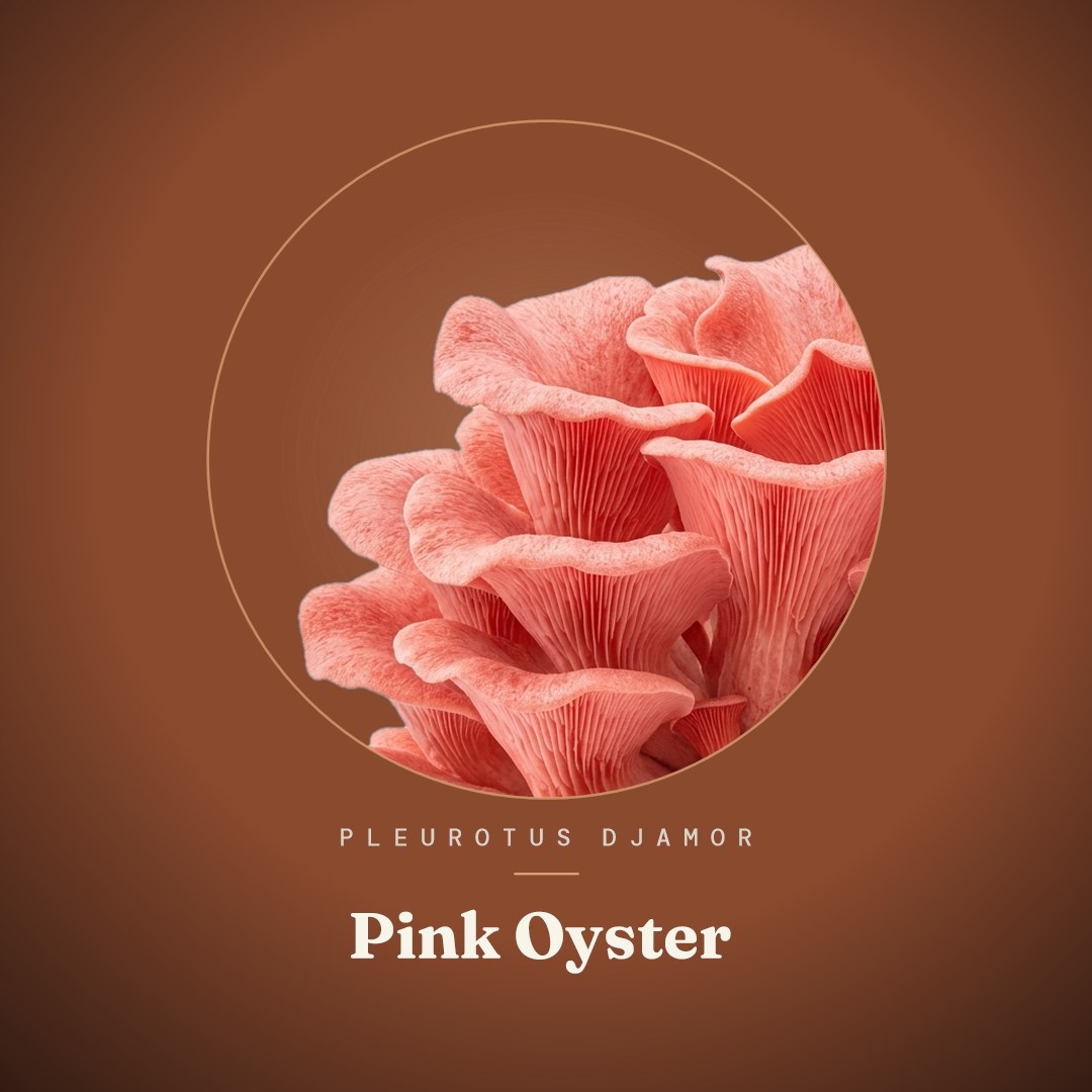 Pink Oyster Liquid Culture