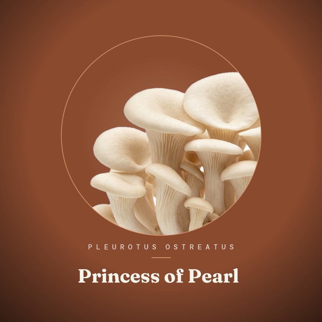 Princess of Pearl Oyster Liquid Culture