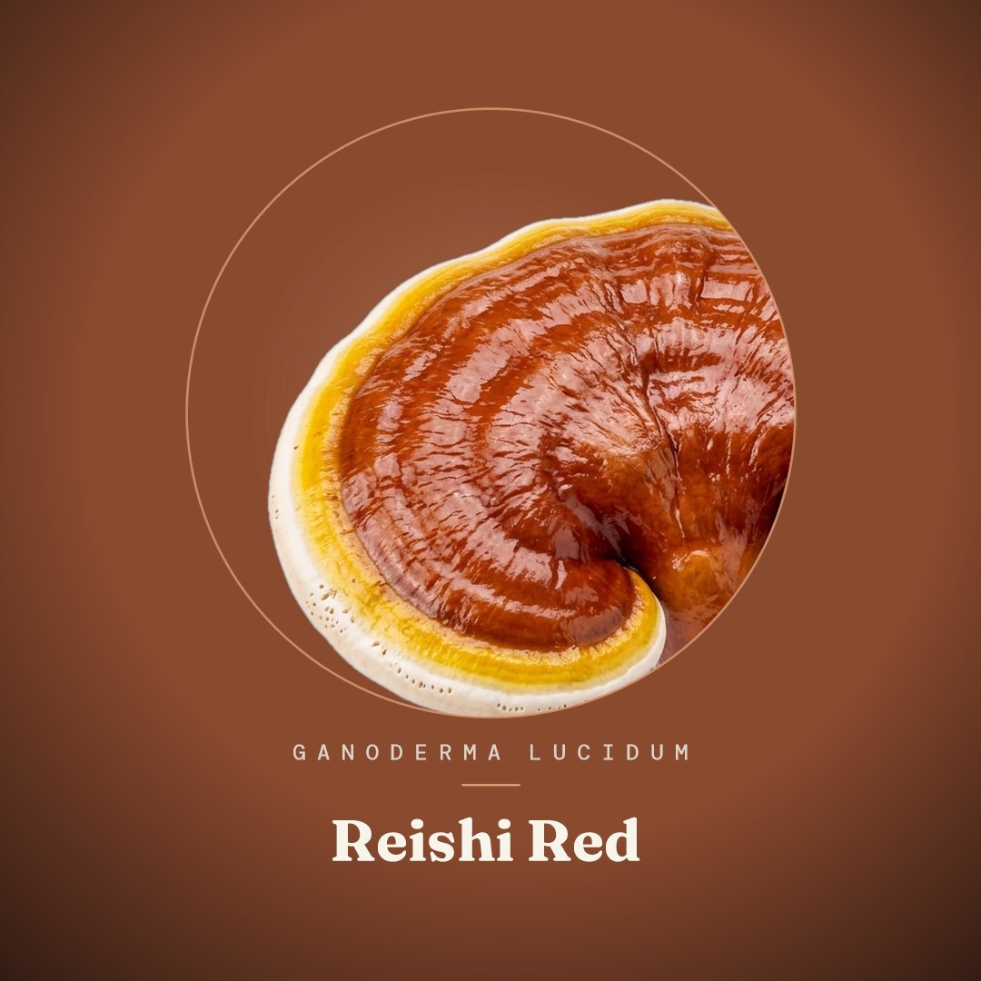 Reishi Red Liquid Culture