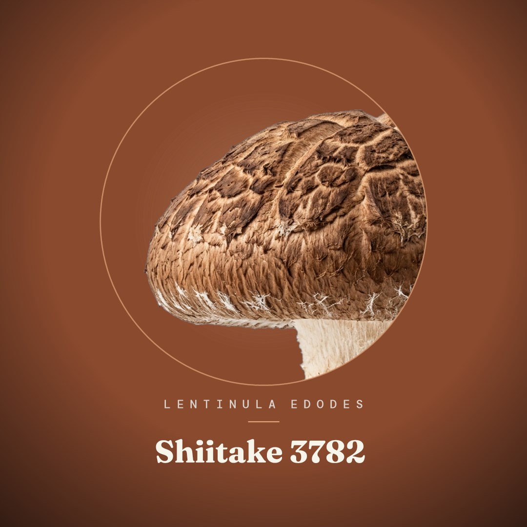 Shiitake 3782 Liquid Culture