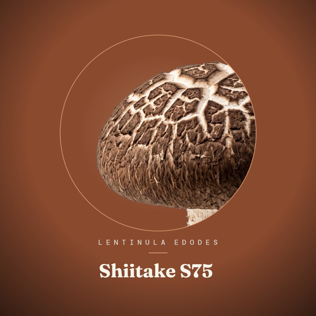Shiitake S75 Liquid Culture