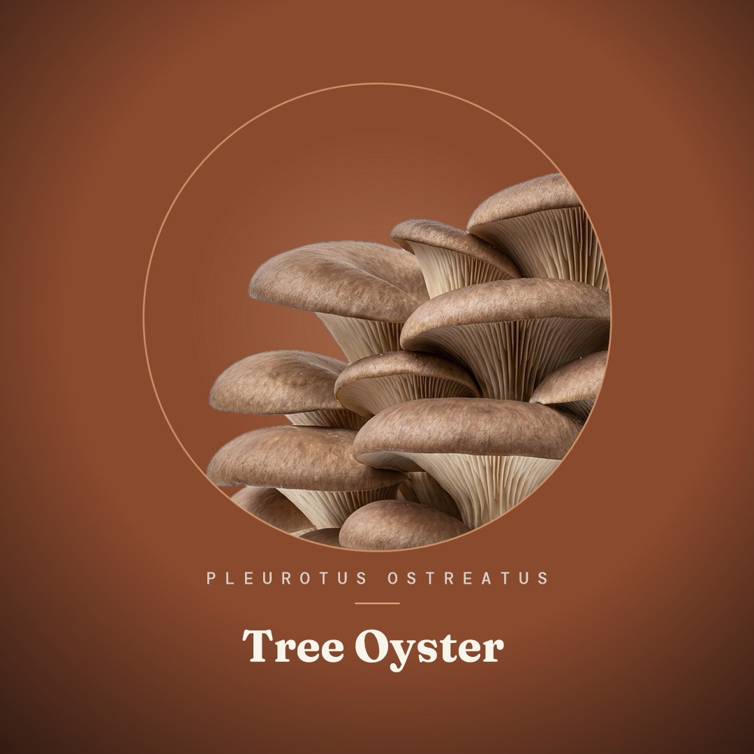 Tree Oyster Liquid Culture