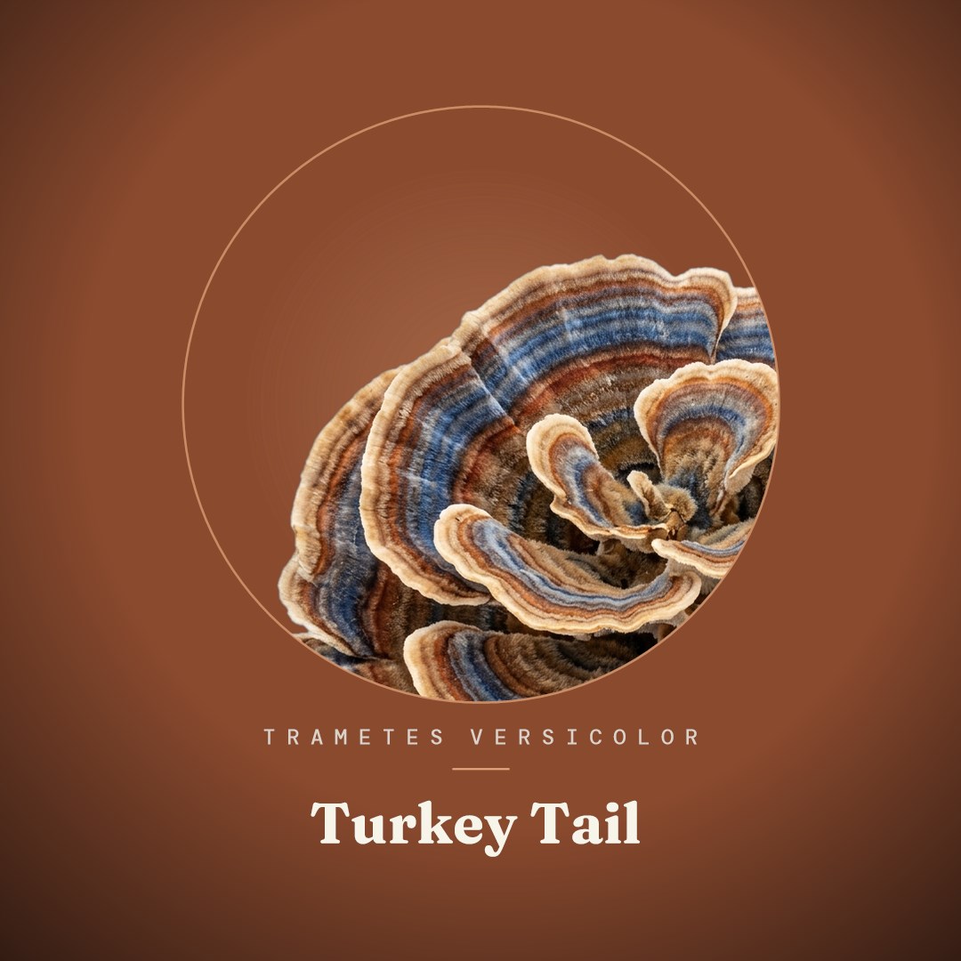 Turkey Tail Liquid Culture