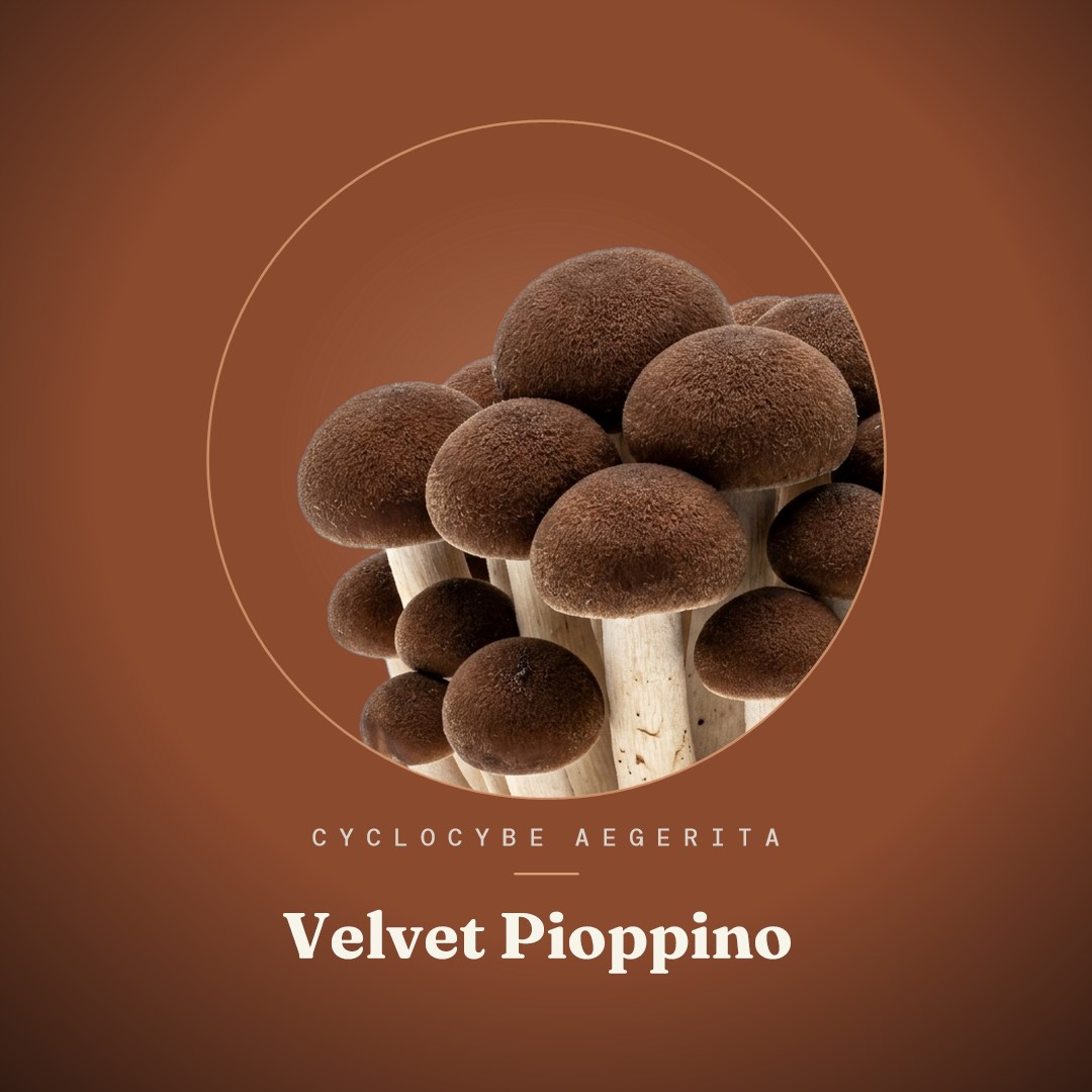 Velvet Pioppino Liquid Culture