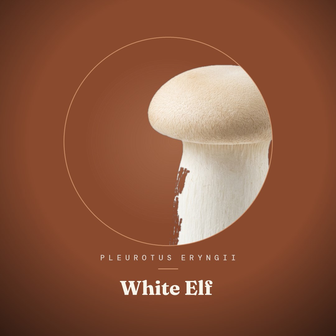 White Elf Liquid Culture
