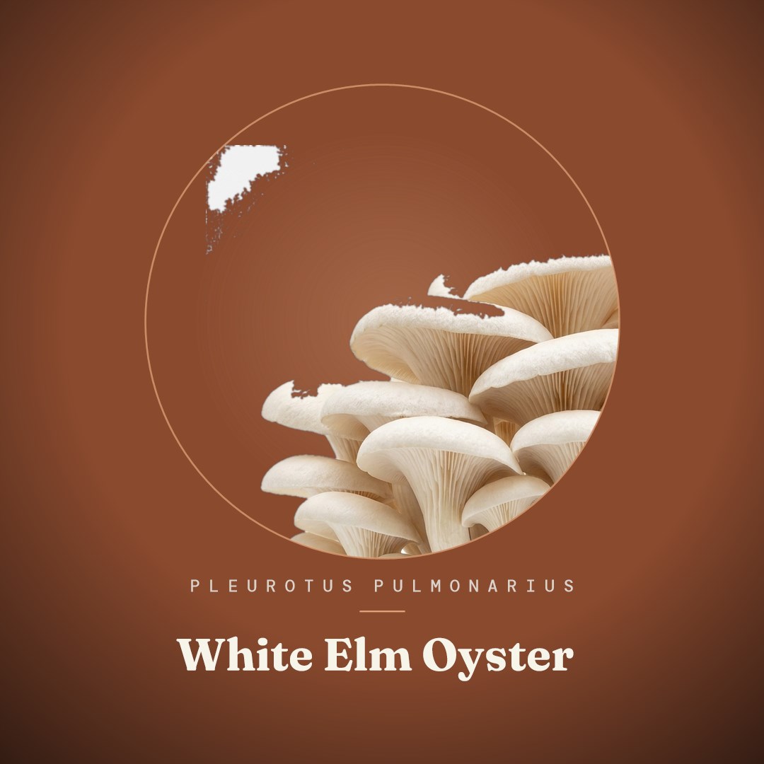 White Elm Oyster Liquid Culture