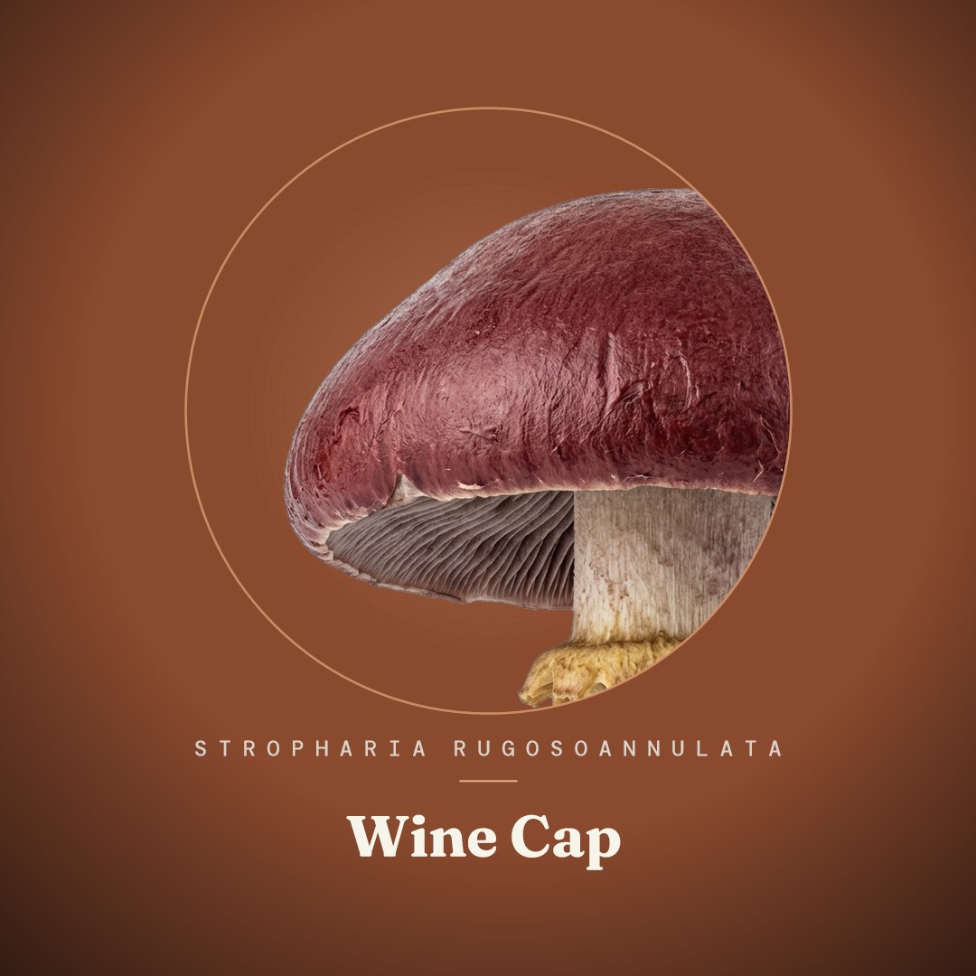 Wine Cap Liquid Culture